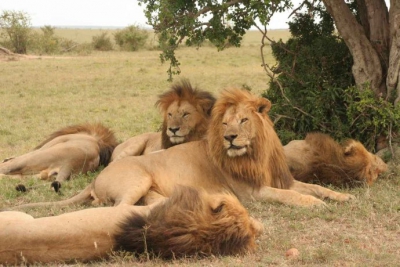Sud Africa
